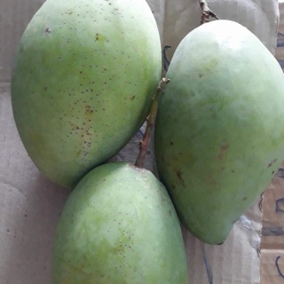Xoài cát hoà lộc