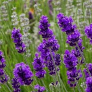 100ml Dầu Massage Oải Hương (Lavender) thư giãn, mịn da