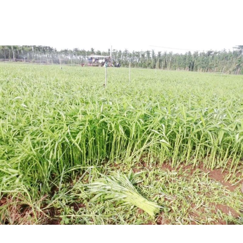 Hạt Giống Rau Muống Lá Tre Gói 50g