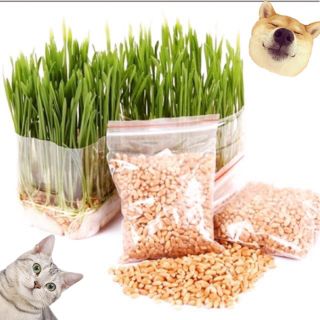 hạt giống cỏ mèo