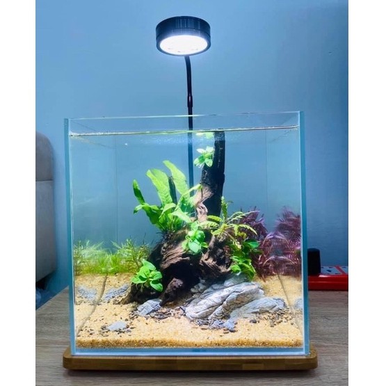 Đèn Led Kèm Đế Gỗ Cho Bể Bán Cạn, Thủy Sinh, Tiểu Cảnh Mini Đế Gỗ