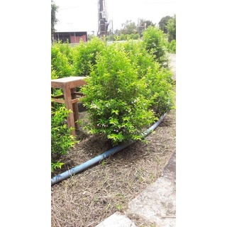 Mai chiếu thủy siêu hoa cao 60cm