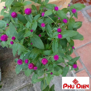 Gói 100 Hạt giống hoa cúc bách nhật mix ra hoa quanh năm  PHÚ ĐIỀN