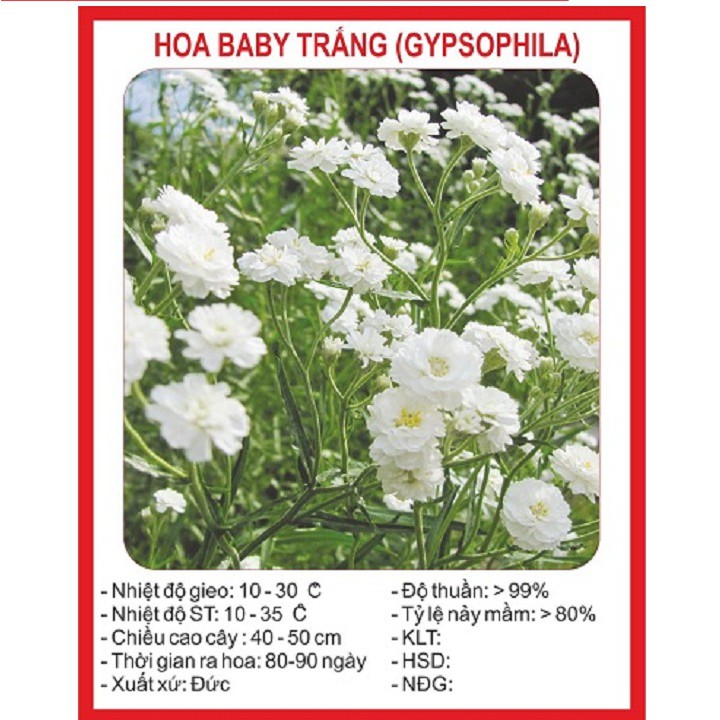 Hạt giống hoa Baby trắng gói 50 hạt xuất xứ Đức