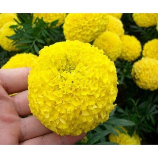 hạt giống hoa cúc vạn thọ vàng bông to gói 50 hạt