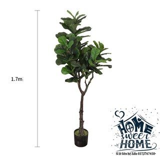 Cây bàng sing giả 60cm-170cm