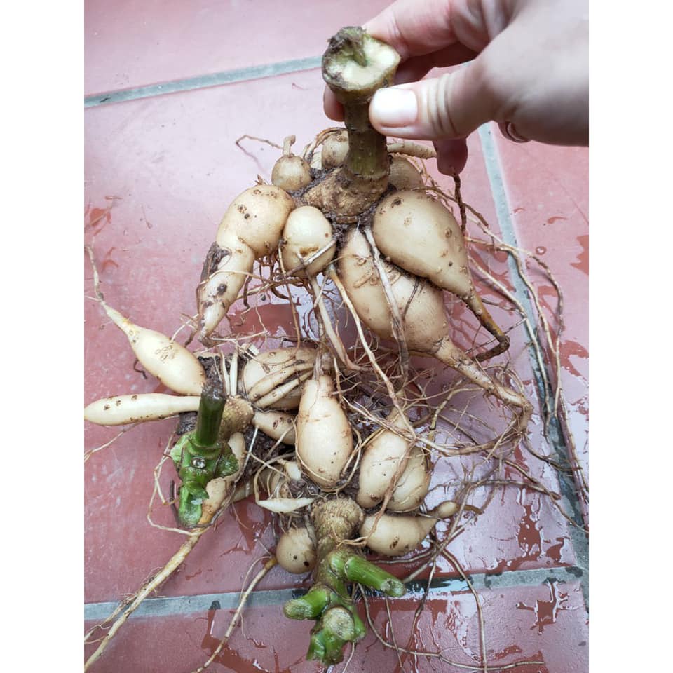 Củ hoa thược dược cánh kép nhiều màu, chùm to ( ảnh thật)