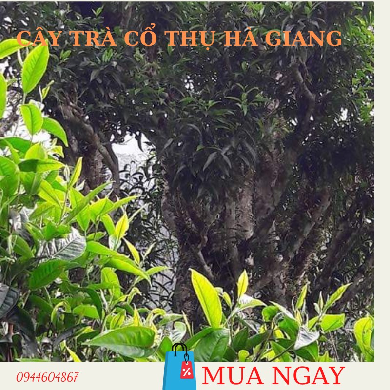 Bạch trà mẫu đơn  200g