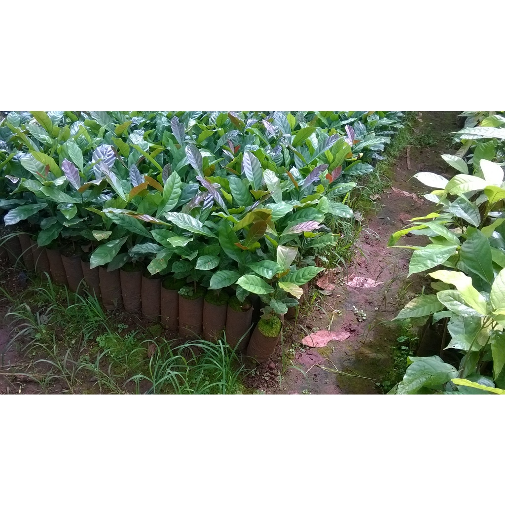 Cây Cà Phê giống Arabica.(GIỐNG CHUẨN)