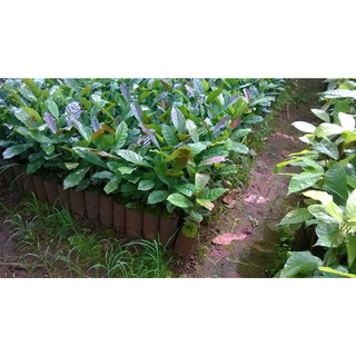Cây Cà Phê giống Arabica.