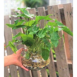 Chậu thủy tinh cây trầu bà Pháp thủy canh tặng kèm đá trang trí