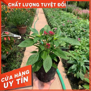 Hoa diễm châu đang nụ và hoa