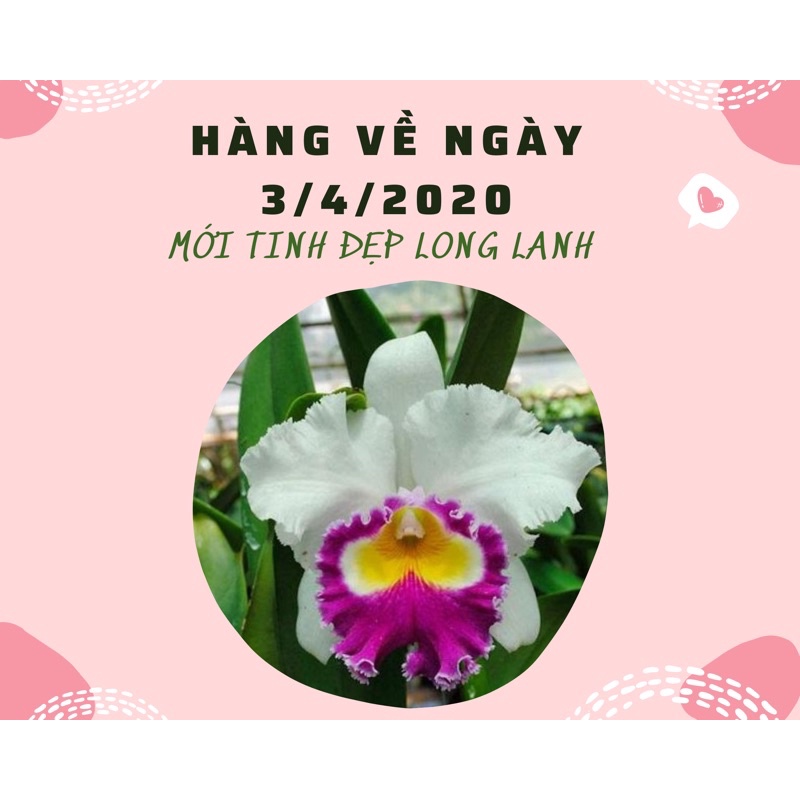 CATTLEYA ĐANG MÈO SẴN - HOA TO NHƯ CÁI BÁT