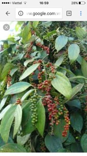HẠT TIÊU THƠM CAY CAY NỒNG CỰC NGON