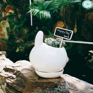 Chậu thú sứ trắng cao cấp