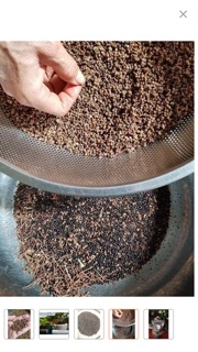 Hạt mắc khén (loại1) 1kg tặng 5g hạt dổi