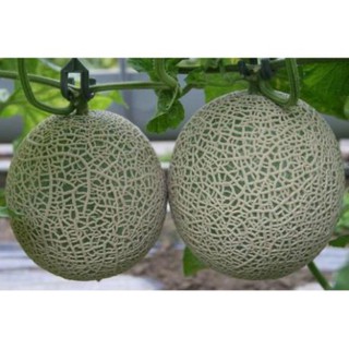 Hạt giống dưa lưới da xanh