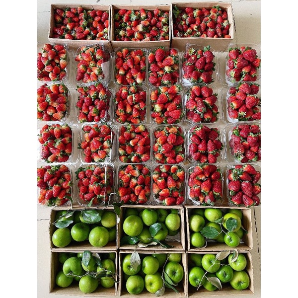 Dâu Albion size vip 20-25 trái/hộp 500g siêu to