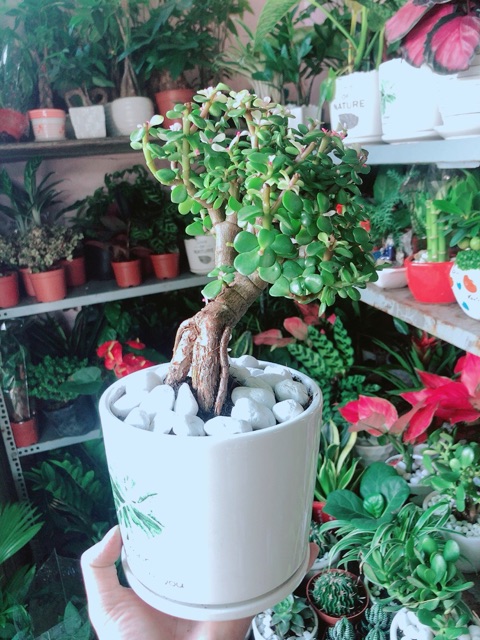 Chậu Cây Đô La Thân Cổ Thụ