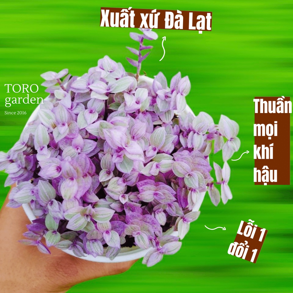 CỎ PINK LADY ĐÀ LẠT SIZE TRUNG BÌNH, SIÊU KHOẺ ĐẸP, THUẦN MỌI KHÍ HẬU, HƯ 1 ĐỔI 1