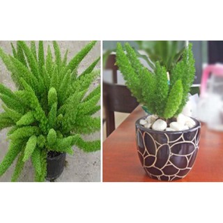 Hạt giống cây Tùng Đuôi Chồn (Trúc Thiên Môn) - 5 hạt