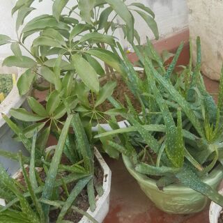 4 Cây giống nha đam