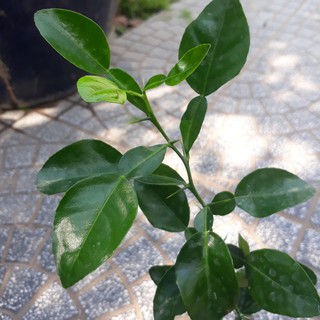 CÂY CHÚC GIỐNG TRỒNG TỪ HẠT CAO 20CM, CÂY CHÚC TRỒNG LẤY TRÁI HOẶC LẤY LÁ LÀM GIA VỊ- CÂY TRÚC GIỐNG Y HÌNH, xương rồng