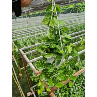 Cây lan lá dưa hấu chậu treo