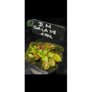 Venus flytrap D.m Galaxy - Cây Bẫy Kẹp với Đôi Môi Đỏ Mọng của Hắc Tê - Exotic Garden.