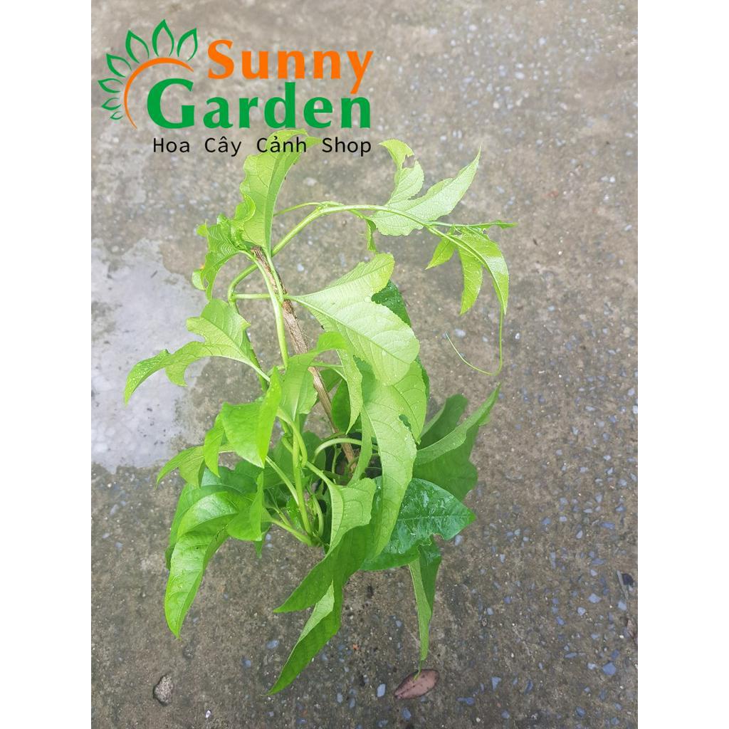 Cây Giống Chanh Dây, Chanh Leo, Cao 25-30cm +Tặng 02 cây nhót ngọt