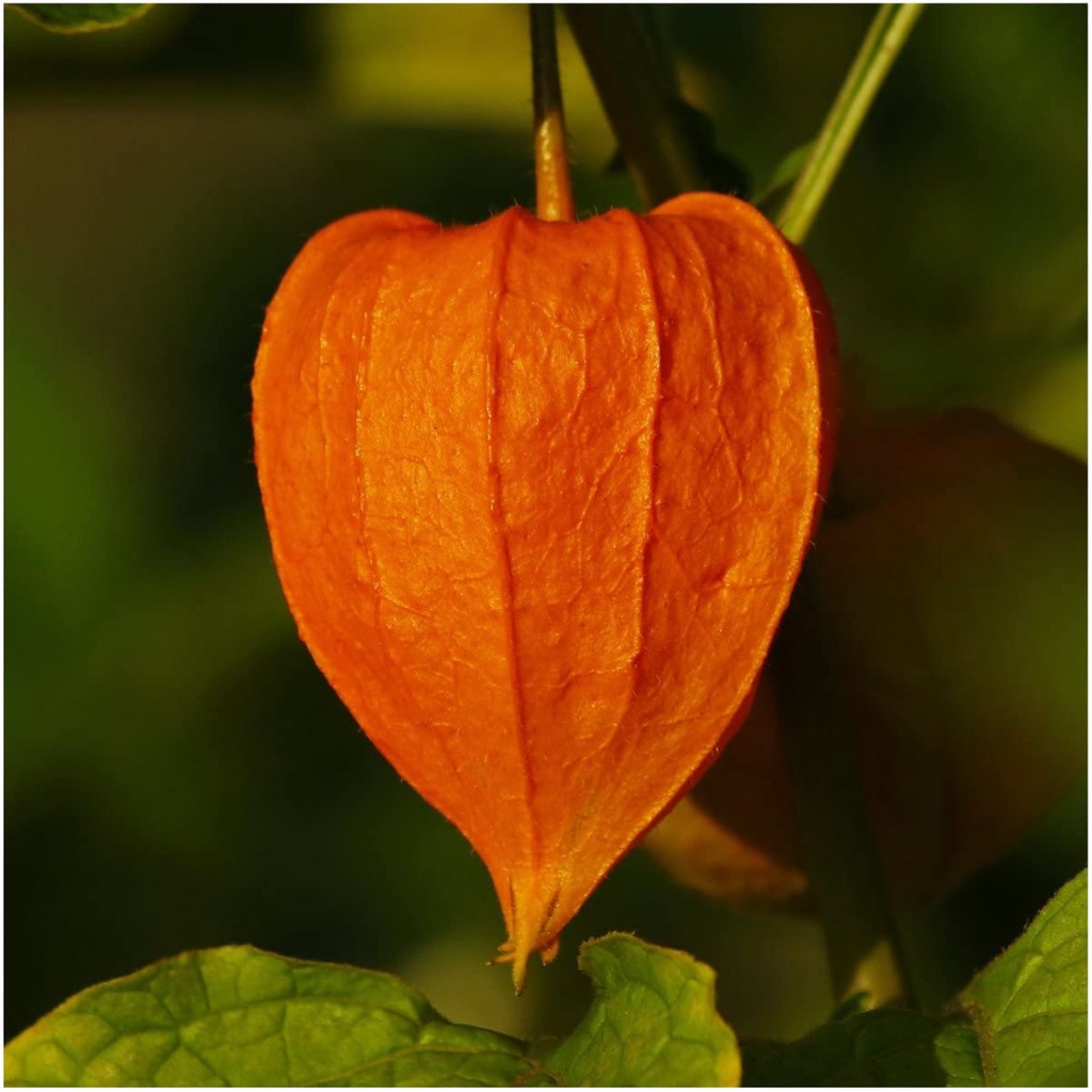 Hạt giống đèn lồng Trung Quốc để trồng (Physalis Alkekengi) QUẢ ANH ĐÀO ĐẤT MỸ