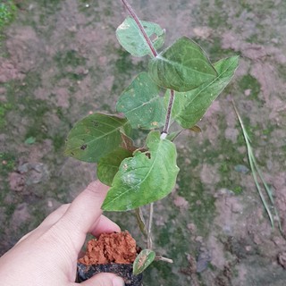 Cây giống mơ lồng  - MUA 1 TẶNG 1