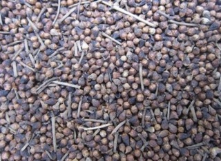 Chè nụ vối 500g