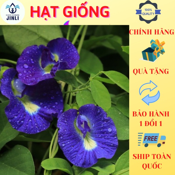 🌱 Hạt Giống Hoa Đậu Biếc DLSeeds hạt nhanh nảy mầm, cây hoa leo giàn dễ trồng JL10