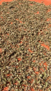 Hoa atiso Sa Pa 500g