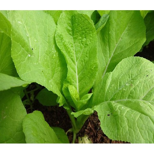 Hạt giống Cải mơ gói 10g