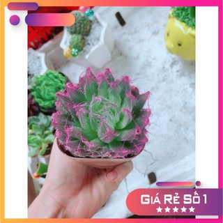 Sen Đá Dạ Quang Tím Sen Đá Kim Cương Sen Đá Guốc
