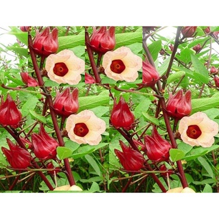 Hạt Giống Atiso Đỏ/ Bụp Giấm (50 Hạt) - Dễ Trồng, Năng Suất Cao - MUA 3 TẶNG 1 CÙNG LOẠI