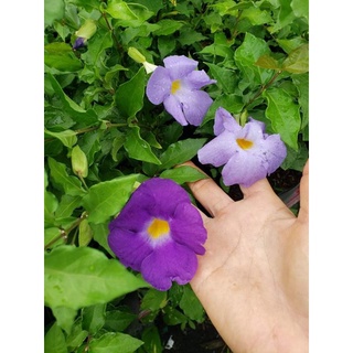 Cây Cát Đằng Đứng (Hoàng Phúc Thiên Lý)- tặng kèm phân bón