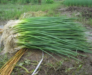 Hạt giống Hành hoa cao sản
