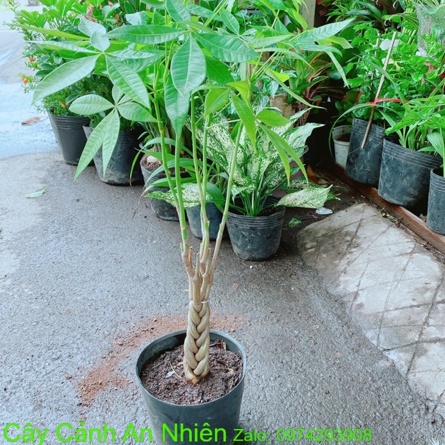 Kim Ngân Thắt Bính 30cm