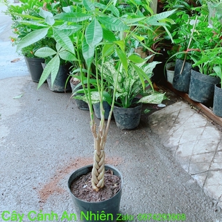 Kim ngân thắt bính 60cm