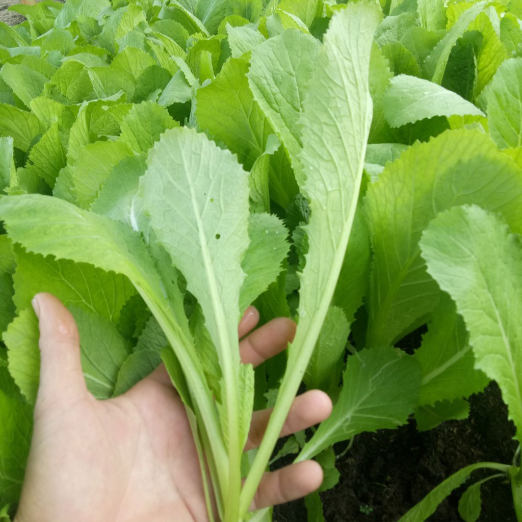 Giống Cải Bẹ Xanh Mỡ Phú Nông 50gr