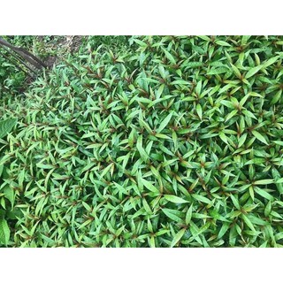 Combo 30 cây Hoàn ngọc trắng/đỏ
