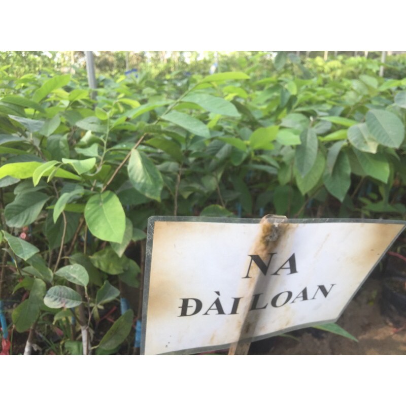 na giống đài loan