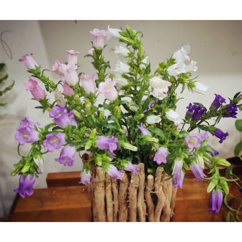 Chậu gỗ trồng phong lan, sen đá ,sương rồng