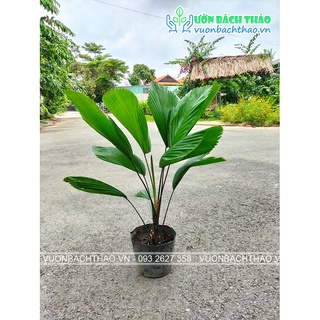 Cây kè nhật giống trồng sân vườn