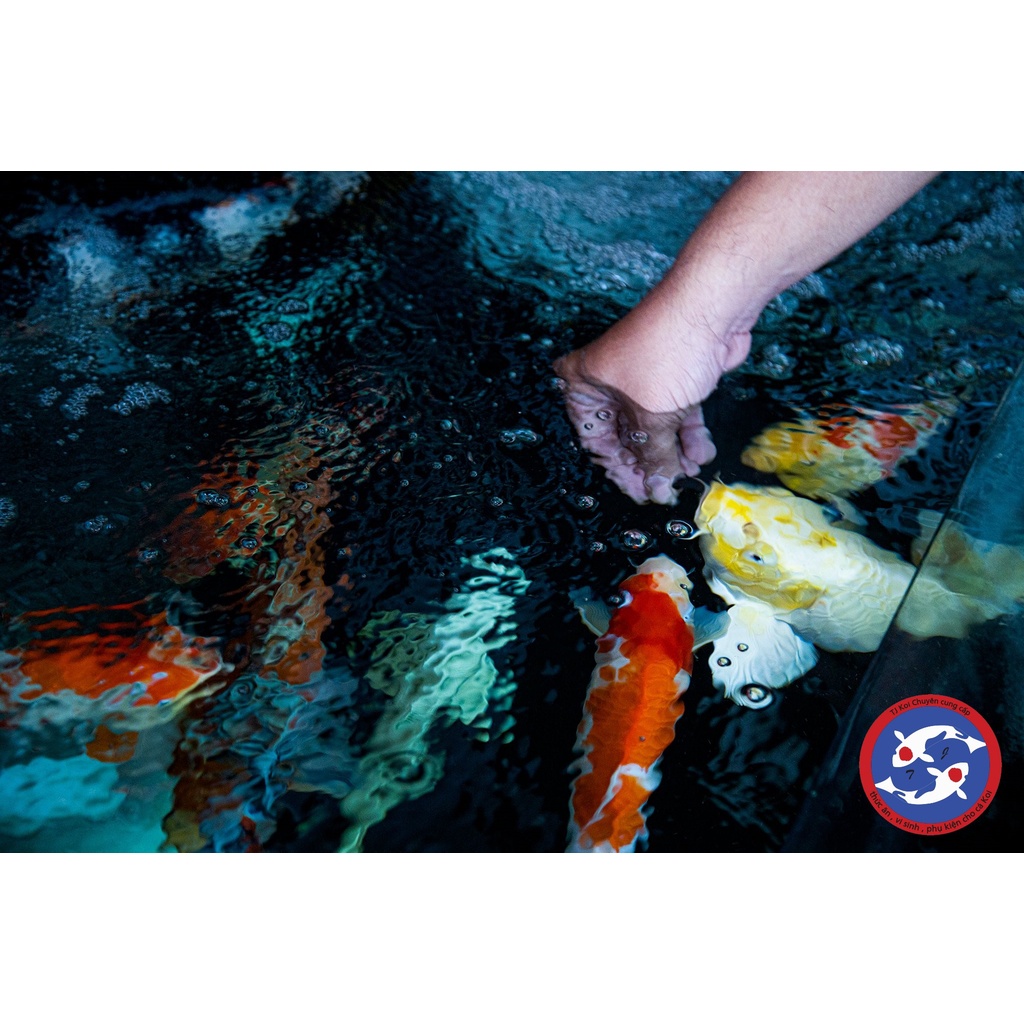 CÁM CÁ KOI PORPOISE A+ PRO GROWTH CAO CẤP TĂNG TRƯỞNG LÊN MÀU TỰ NHIÊN - ĐỘ ĐẠM 40%-THỨC ĂN CÁ KOI