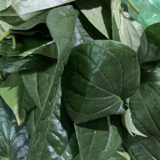 100g Lá Trầu Tươi đặt hàng mới hái