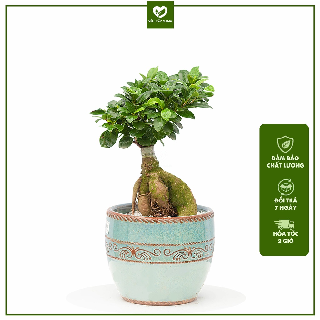 Cây Bonsai Si Nhật để bàn kèm chậu men sứ